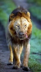 Injured Lions  #animals #wildanimal