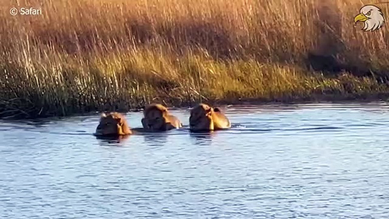 Injured Zebra Trying To Escape Predators And What Happened Next  Wild Animals