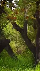 L.I.O.N Climbing Tree #shorts