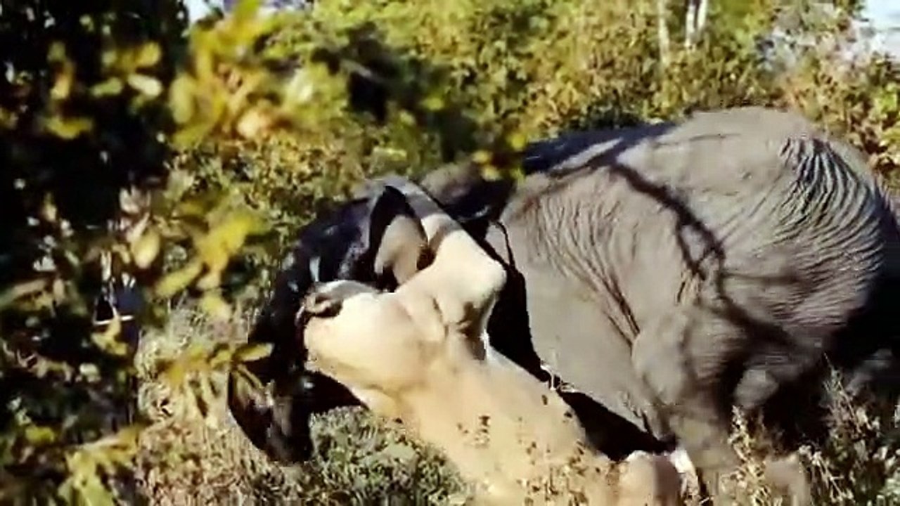 Lion vs Elephant  - The Elephant Madly Kills The Lions To Avenge The Death Of The Baby Elephant