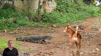Madness Mongoose Rips Out Lizard's Eyes And 30 Horror Moments Mongoose Fights Ferocious Prey.