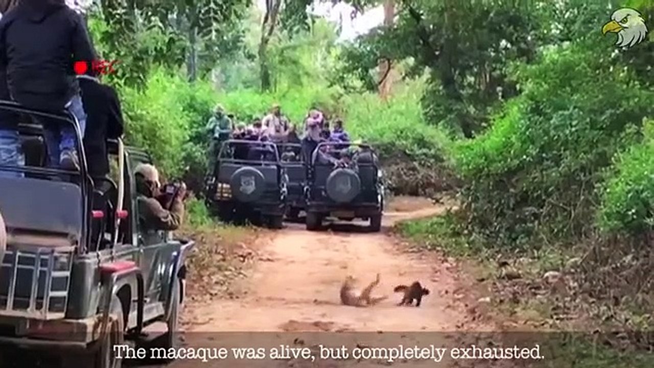 Martens The Most Strategic And Fearless Hunters Of All Time & 25 Moments Marten Attack Anything!