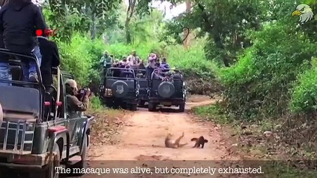 Martens The Most Strategic And Fearless Hunters Of All Time & 25 Moments Marten Attack Anything!