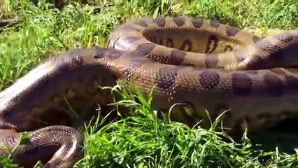 Python's Most Failed Attacks! Python vs Wild Boars, Lions, Baboons, Fire Ants    Animal World Attack