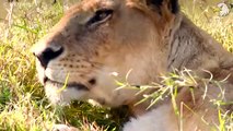 Seriously Injured Lion And How Lucky They Are To Have Human Help, What Happened Next