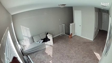 Un chat fait peur à un homme dans l'escalier