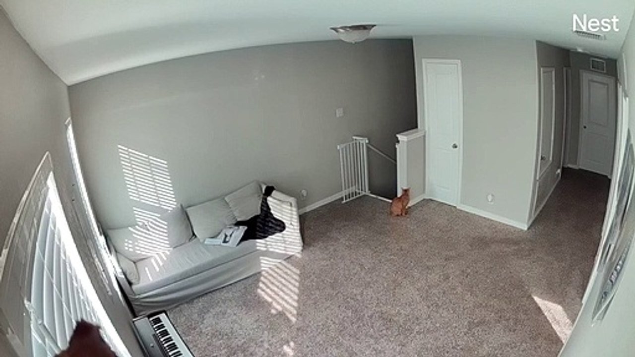 Un chat fait peur à un homme dans l'escalier