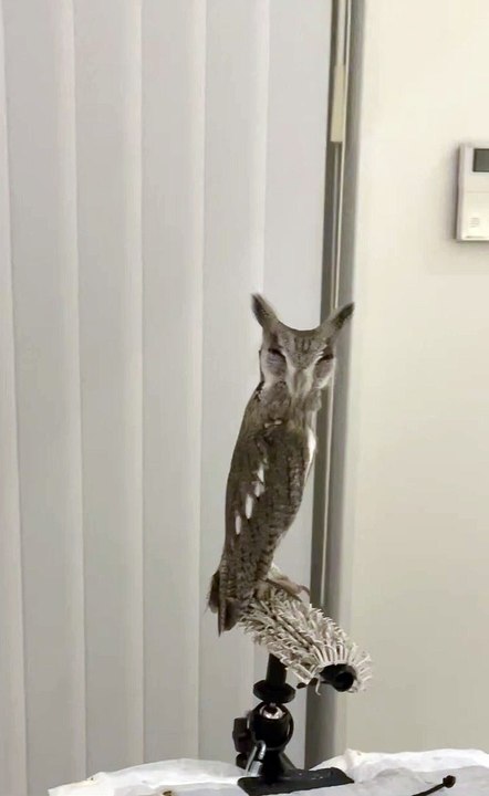 Hibou regarde vers le bas