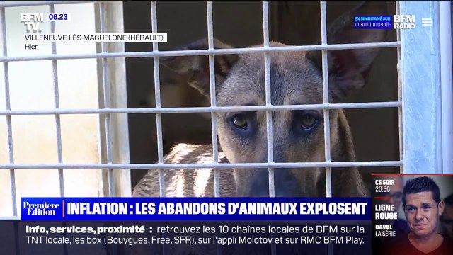 Avec l'inflation, les abandons d'animaux explosent et le nombre d'adoptions chute