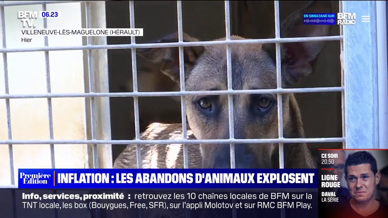 Avec l'inflation, les abandons d'animaux explosent et le nombre d'adoptions chute