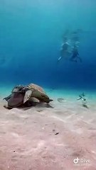Sea Turtles & Shark Fish