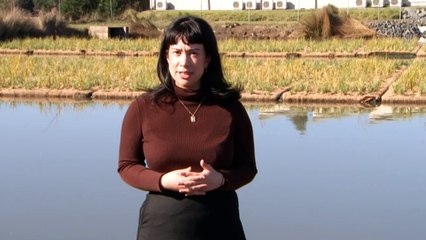 Tasmanian first project working to fix contaminated storm water