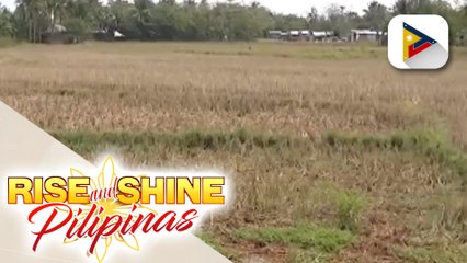 Climate change, malaki ang epekto sa sektor ng agrikultura — eksperto