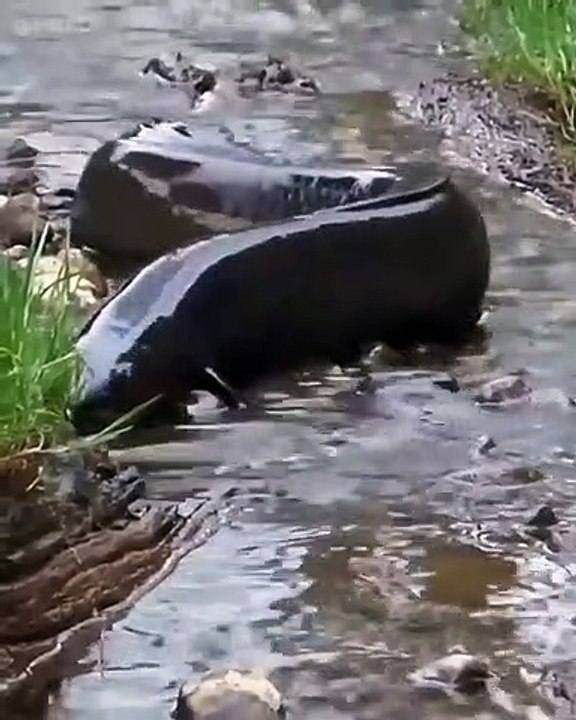 Electric eel attackeel video Dailymotion