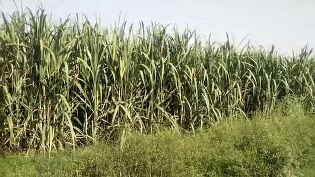 इस बार 17 लाख क्विंटल से अधिक गन्ने उत्पादन का...