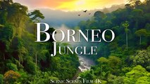 Borneo Jungle 4K - Amazing Tropical Rainforest In Asia | Scenic Relaxation Film