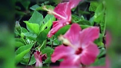 angel rebelde - capitulo 159