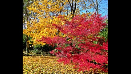 Stallion1950 Tumblr Movie 1