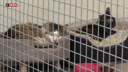 Été : le fléau des abandons d’animaux