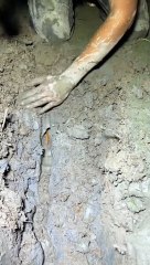 Menangkap Belut: Video Hewan dan Peliharaan 🐍