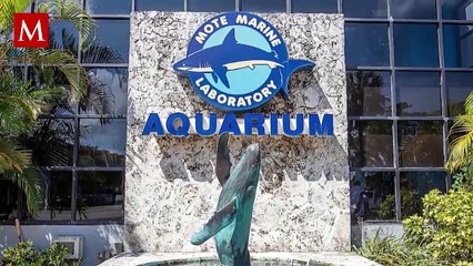 Manatí muere tras mantener relaciones con su hermano