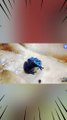 How Blue Dart Frogs Make Their Poison? ☠️ | Blue Dart Frog #shorts #youtubeshorts #viralshorts