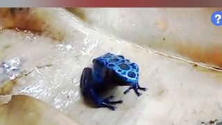 How Blue Dart Frogs Make Their Poison? ☠️ | Blue Dart Frog #shorts #youtubeshorts #viralshorts