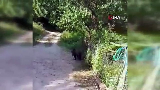 Bolu’da bahçesine ayı giren köylülerin güldüren diyaloğu