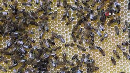 Arıcılar hasat için gün sayıyor