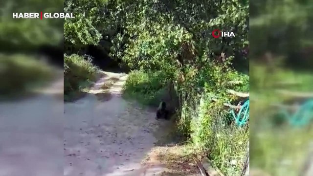 Bolu’da bahçesine ayı giren köylüler güldürdü: Valla gitmiyor oturdu