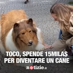 Prima passeggiata per l’uomo trasformato in cane