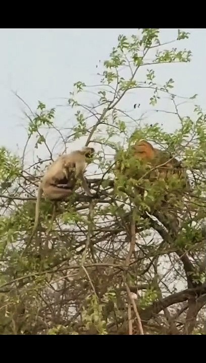 Hats off to Monkey's Intelligence