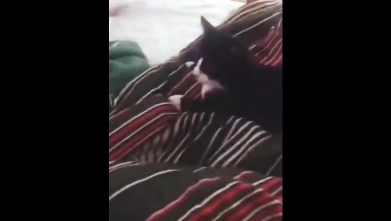 Un chat aboie comme un chien