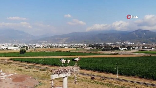 Leylekler yavrusunu güneşten korumak için ona gölge oluyor