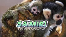 Meet the Saïmiris: Rainforest Wonders and Guardians of Biodiversity