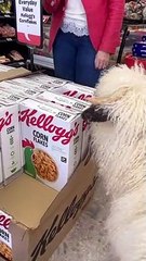 Kellogg visits Finches Spar