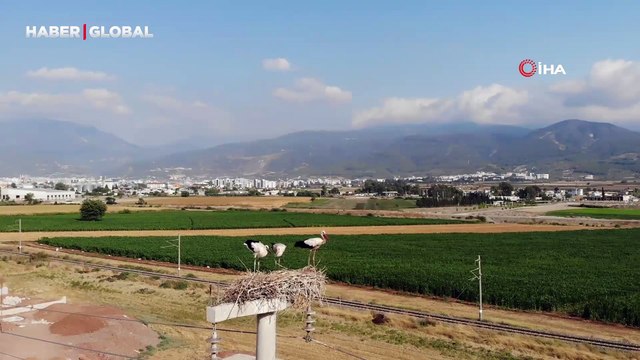 Baba leylek, yavrularını ve eşini güneşten korumak için onlara böyle gölge oldu