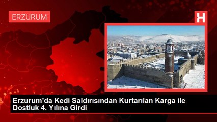 Erzurum'da Kedi Saldırısından Kurtarılan Karga ile Dostluk 4. Yılına Girdi