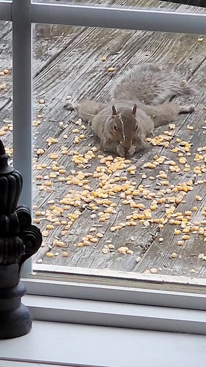 Corn Kernel Jackpot