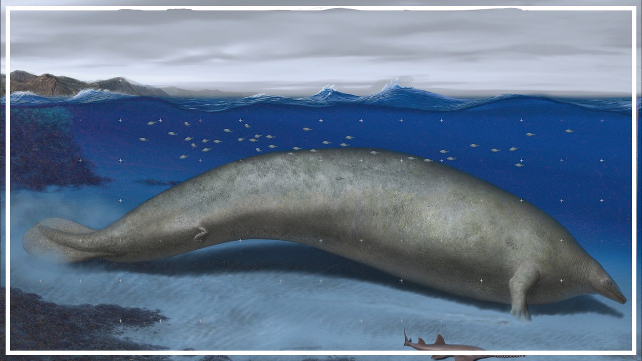 Knochenfund deutet auf schwerstes Tier aller Epochen hin