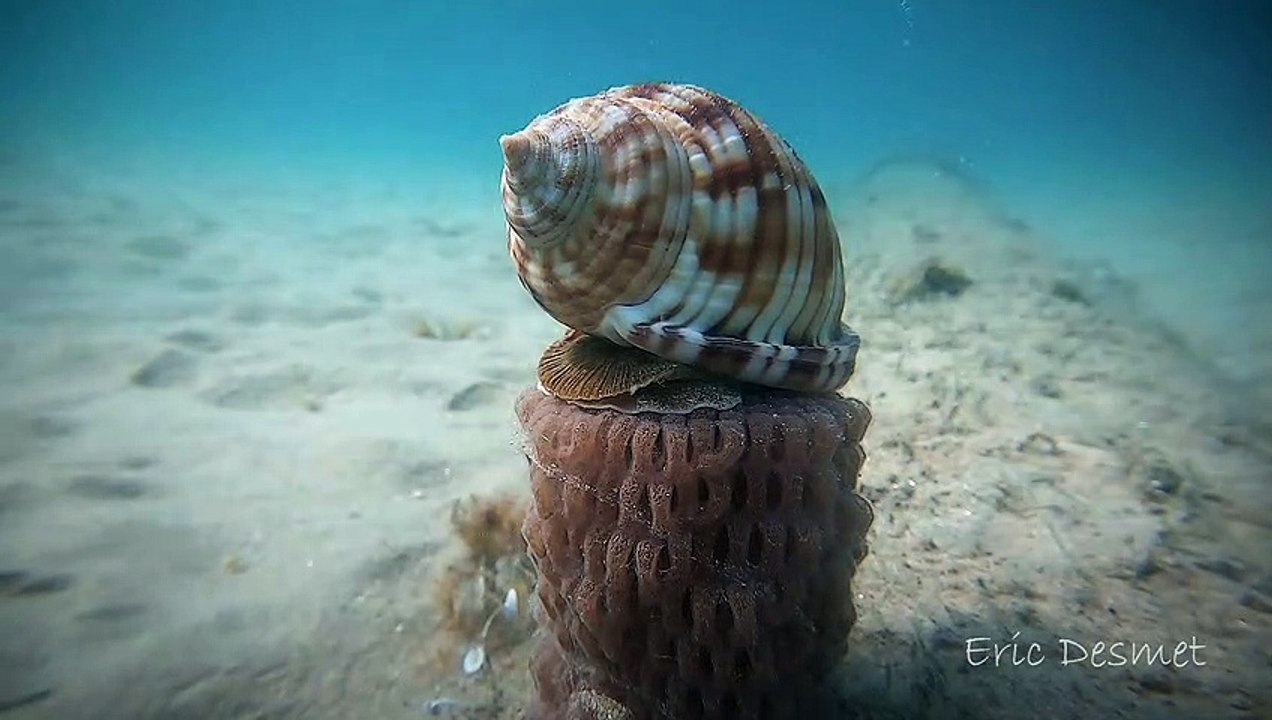 Shellfish Serenity