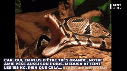 Médusa, le plus grand serpent du monde en captivité va vous donner des sueurs froides (VIDEO)
