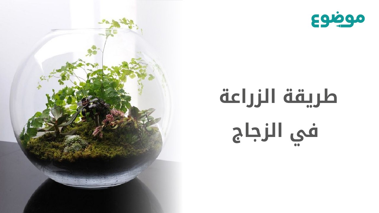 طريقة الزراعة في الزجاج