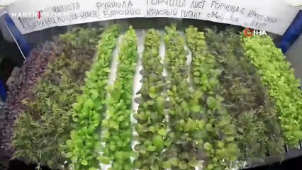 Rus bilim insanları dünyanın en soğuk noktası Antarktika’da, karpuz yetiştirdi