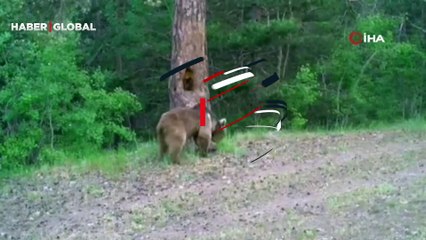 Ayının kaşınma keyfi fotokapana yakalandı