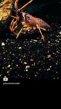 Lobsters _ The Delicious and Nutritious Seafood _ Facts #shorts