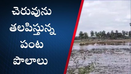 పశ్చిమ గోదావరి: పంట పొలాలపై నక్కల కాలువ ప్రభావం