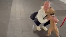 Fluffy dog happily reunites with her owner after two months *Wholesome Reunion*