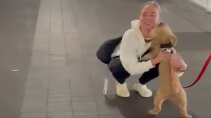 Скачать видео: Fluffy dog happily reunites with her owner after two months *Wholesome Reunion*