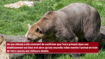 Chine : l’ours ‘humain’ fait coucou aux visiteurs mais les dirigeants assurent que c’est un vrai